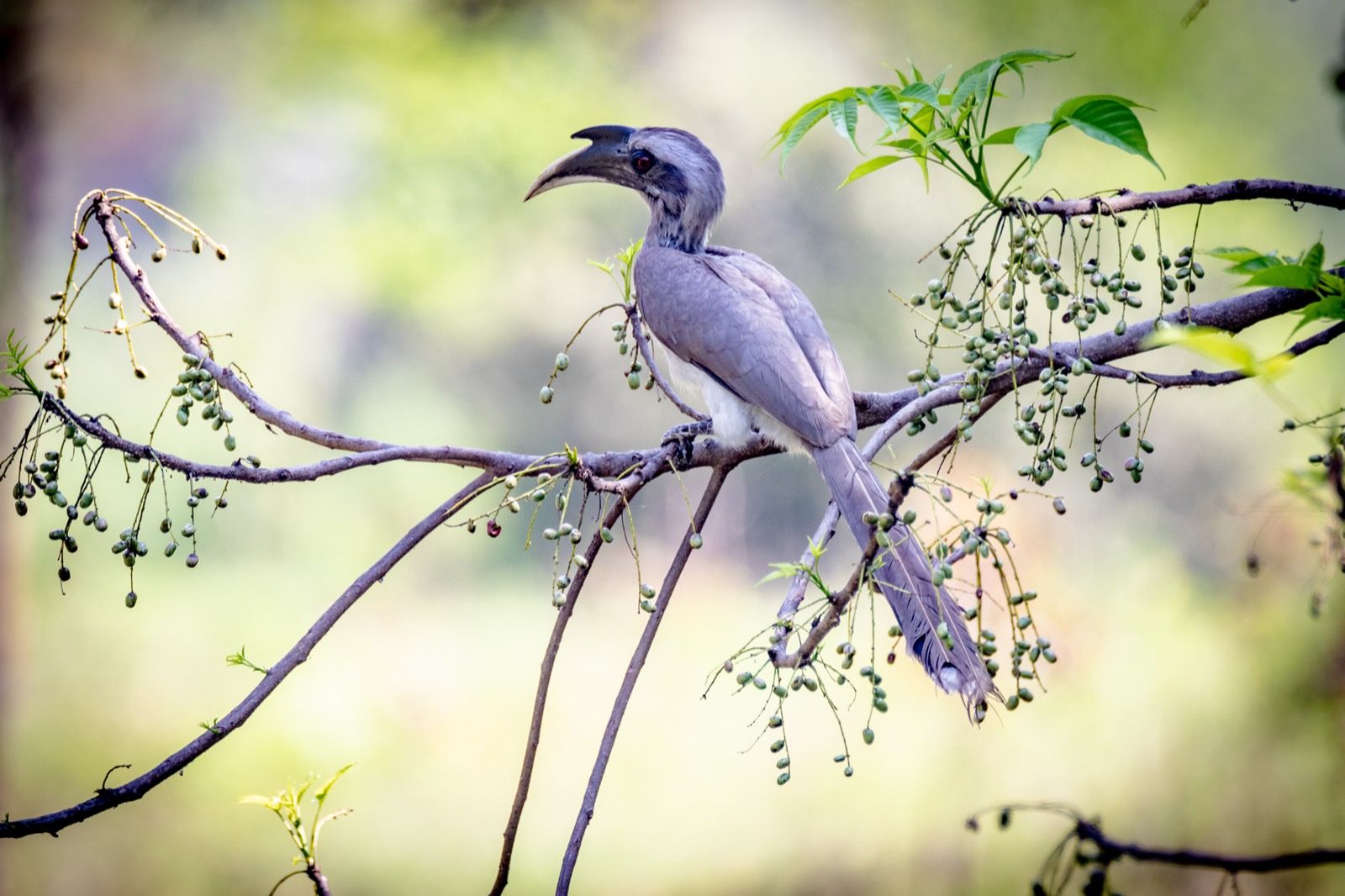 An Indian grey hornbill foraging among branches