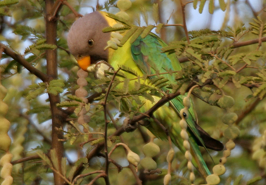 A plum-headed parakeet feeding among the feathery leaves and seed pods of a kikar tree