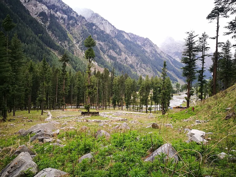 Trees gathering along the valley floor at Kumrat, Khyber Pakhtunkhwa
