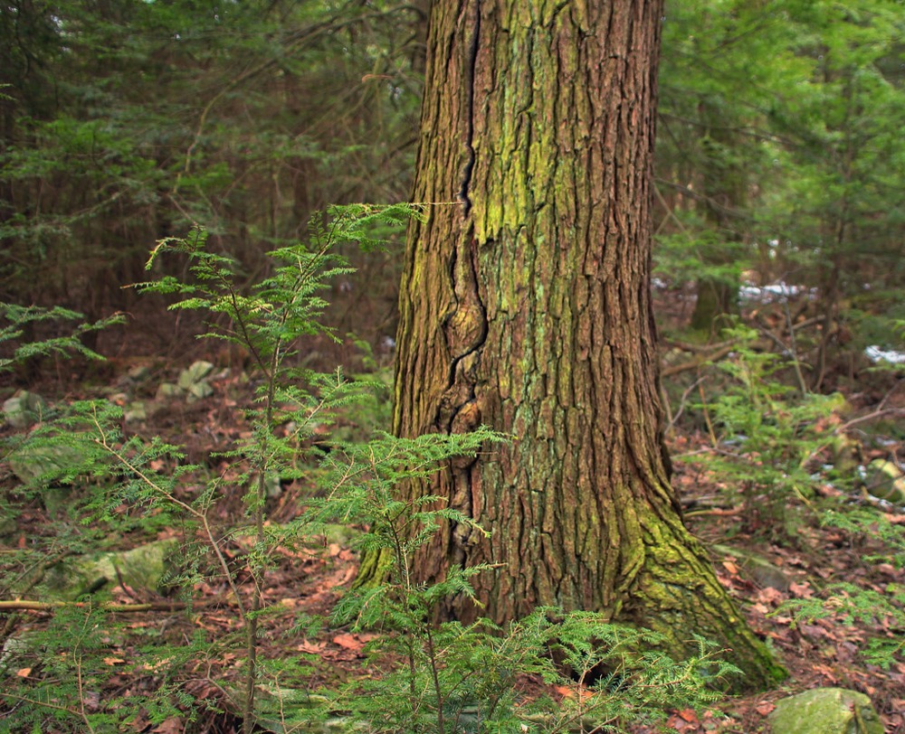 A very small sapling taking hold on the forest floor
