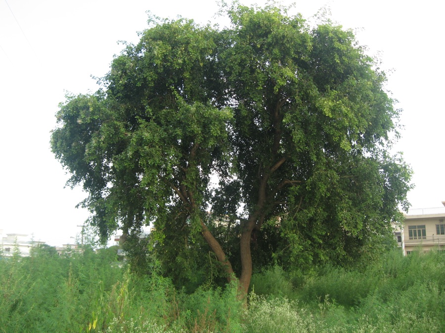 A single mature shisham tree standing in green scrub