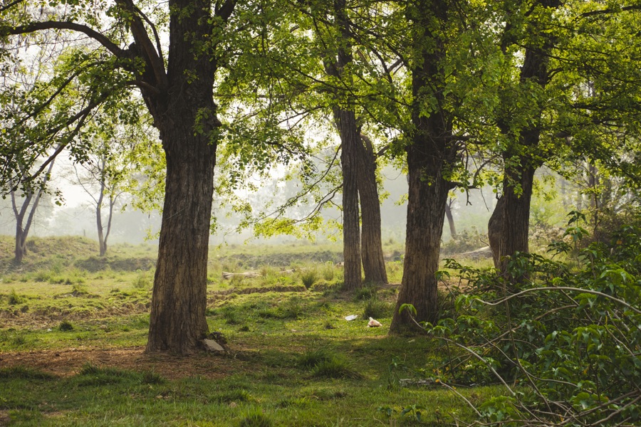 A small stand of shisham trees in morning mist